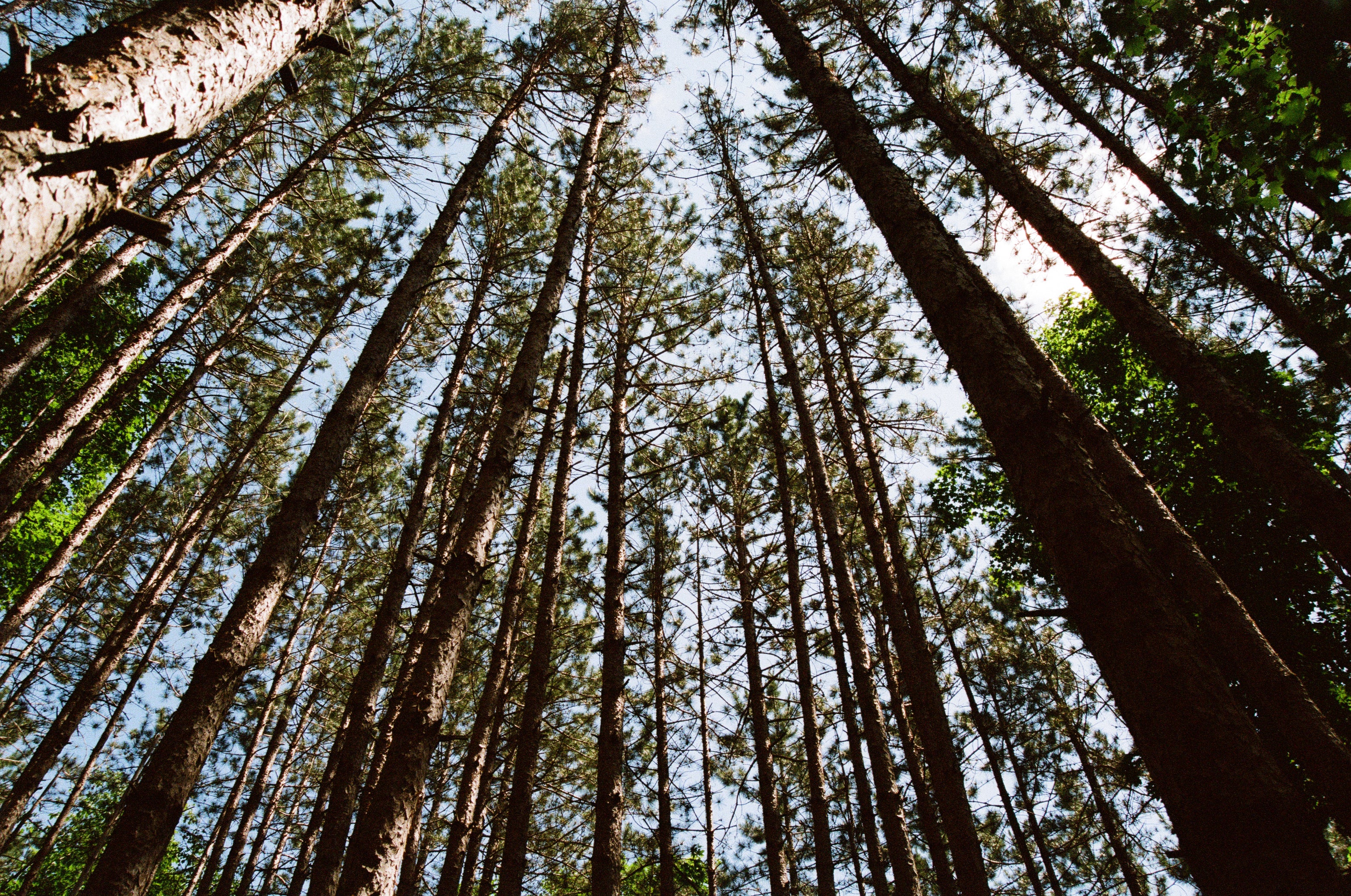 A photo looking up at tall trees